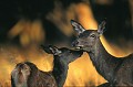  Mammifère, cerf, brame, forêt, biche,faon  
 